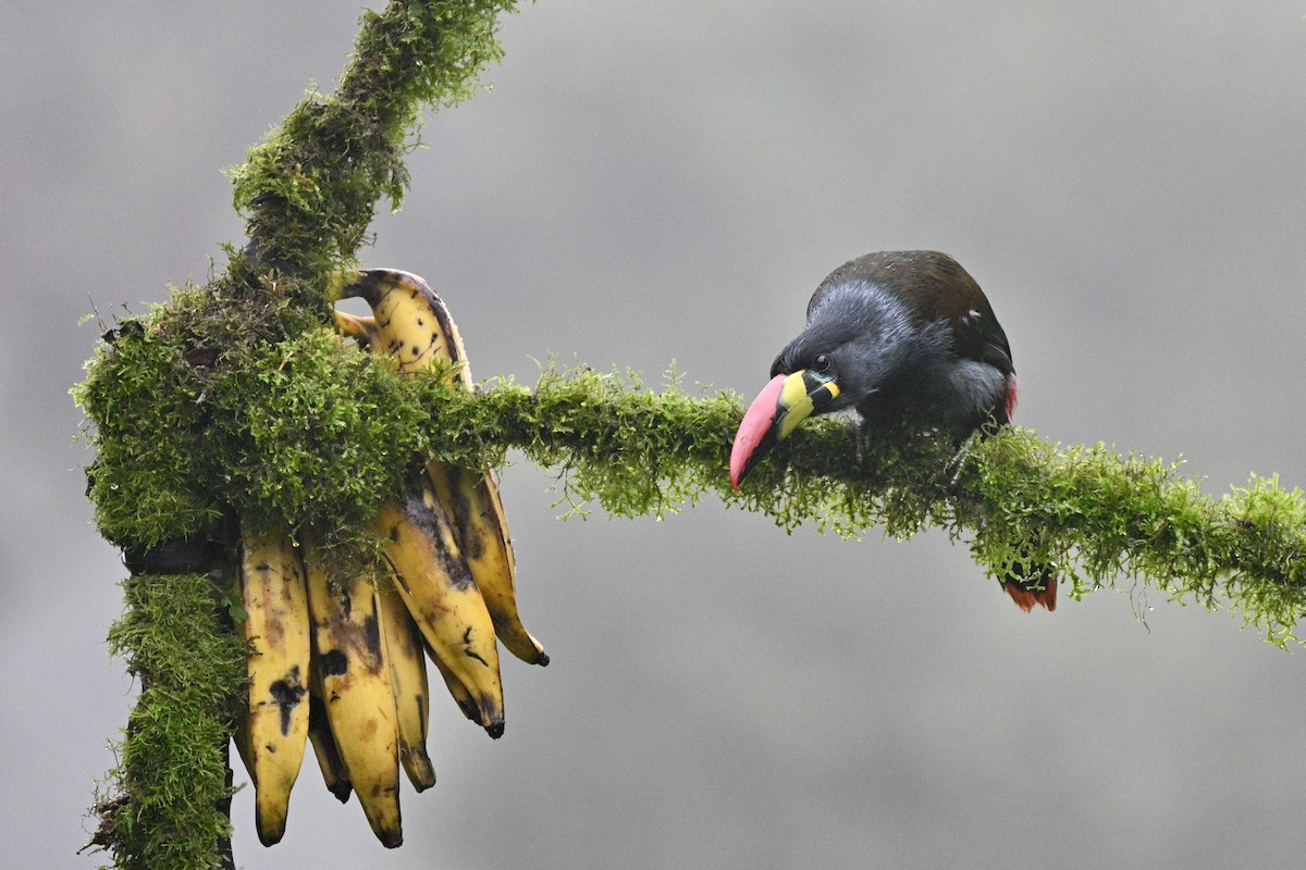 Blautukan - ML646844136