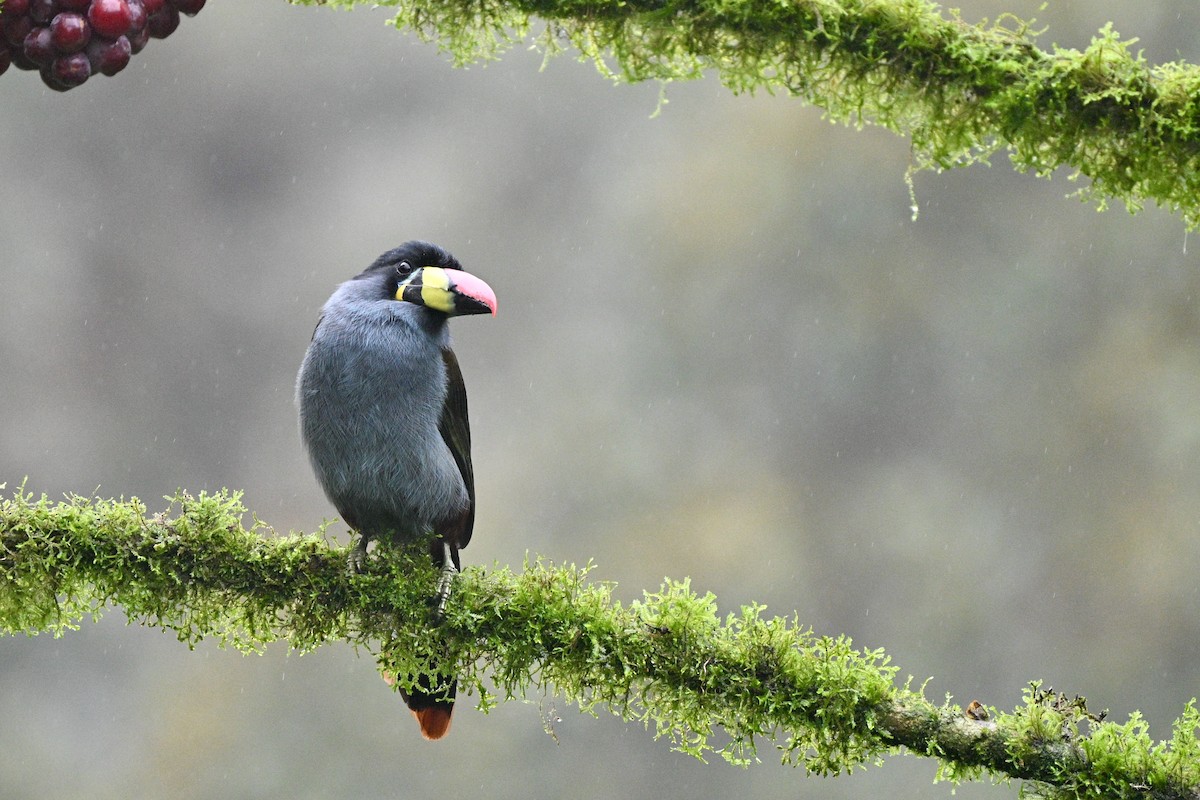 Blautukan - ML646844137