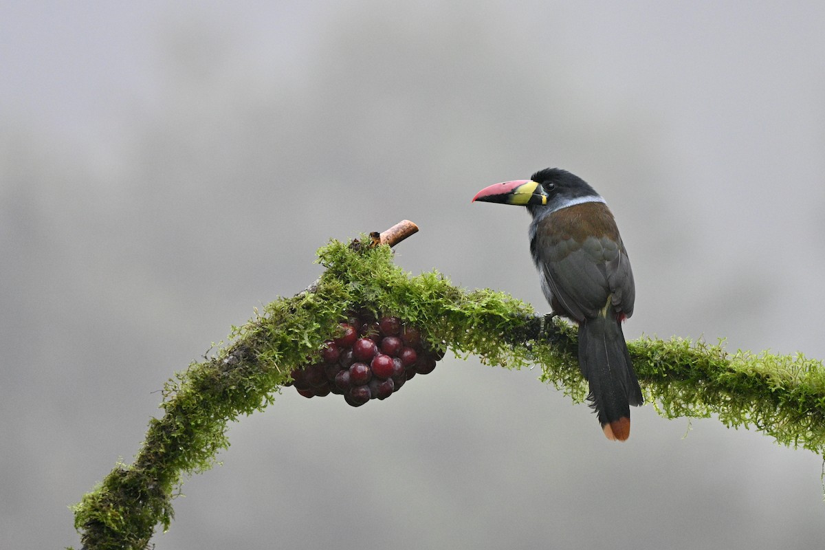 Blautukan - ML646844138