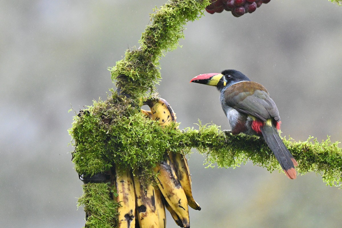 Blautukan - ML646844139