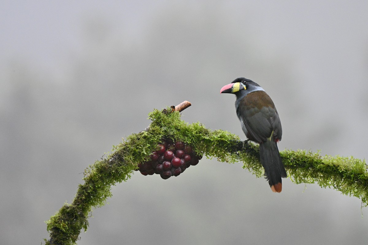 Blautukan - ML646844140