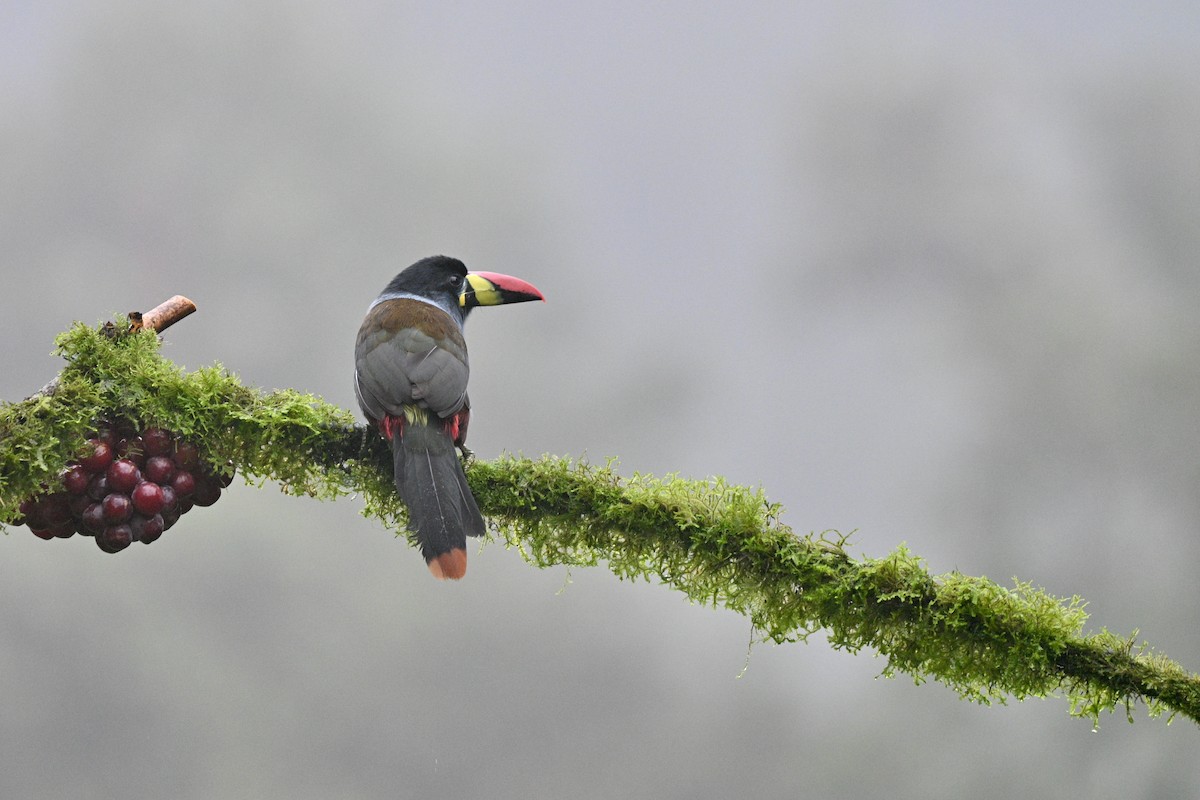 Blautukan - ML646844141