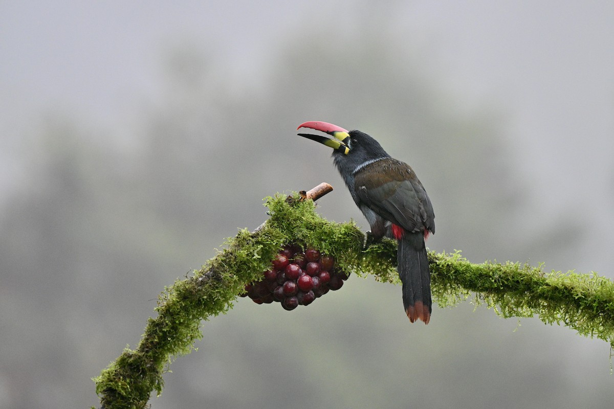 Blautukan - ML646844142