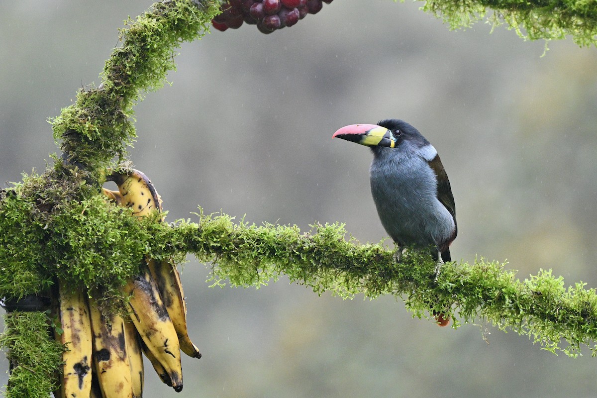 Gray-breasted Mountain-Toucan - ML646844143
