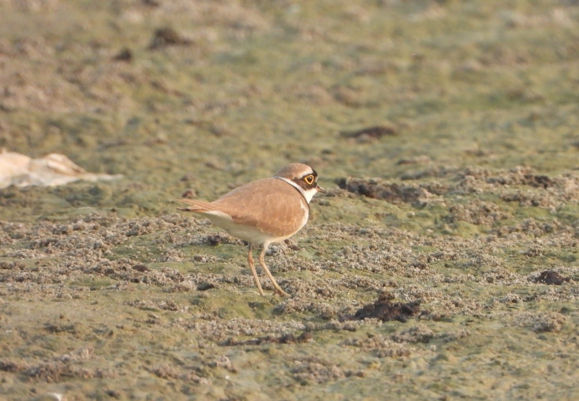 Little Ringed Plover - ML646844145