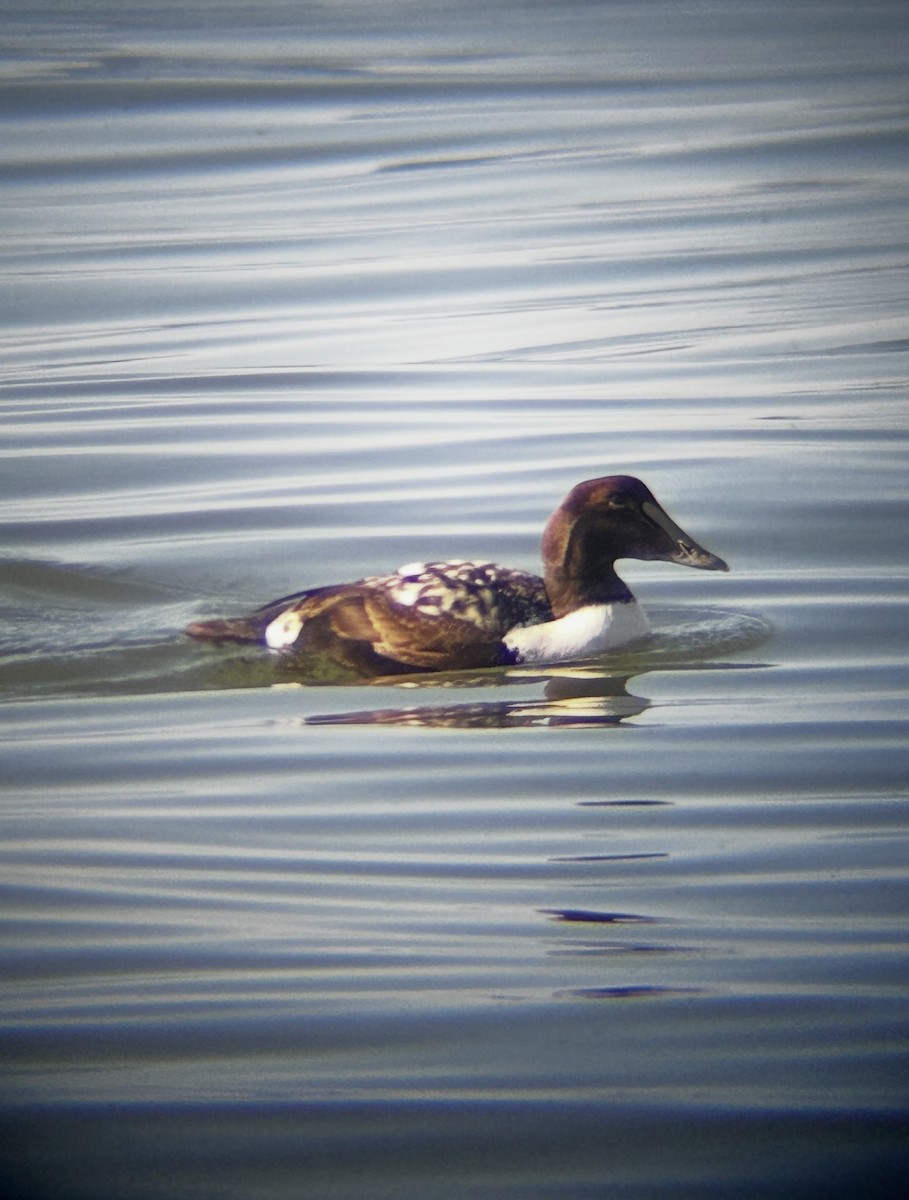 Common Eider - ML646844146