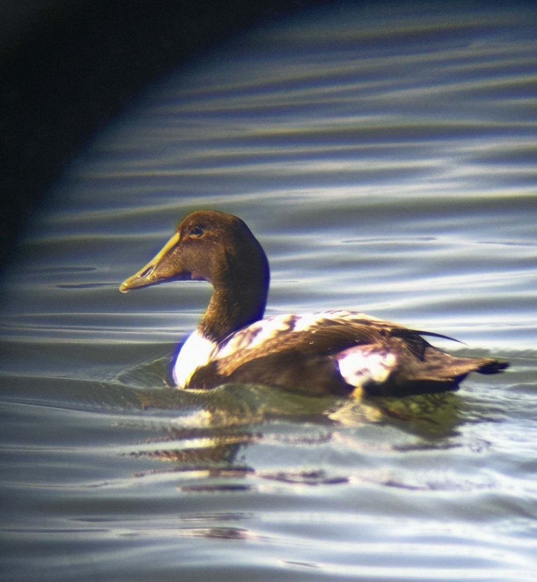 Common Eider - ML646844147