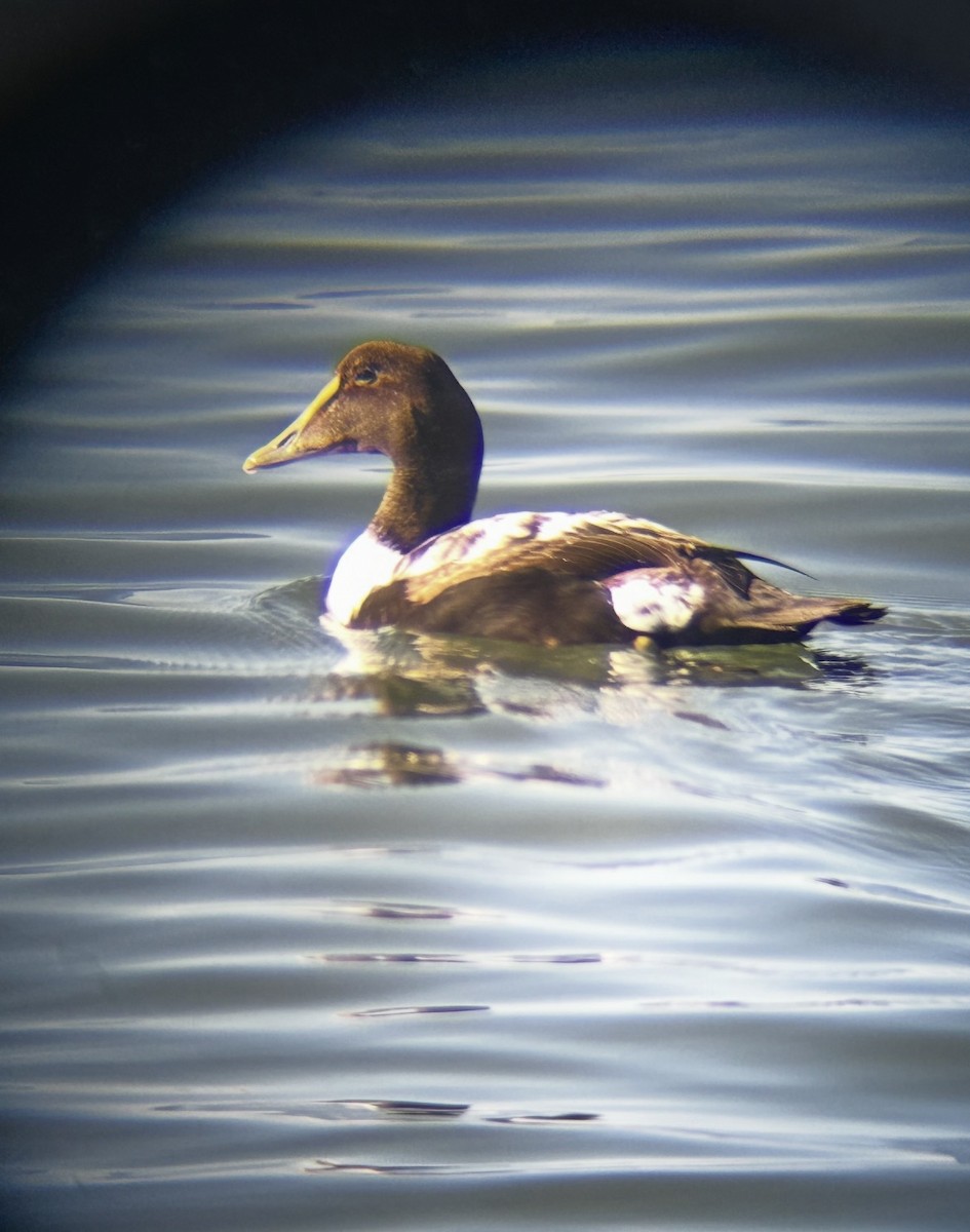 Common Eider - ML646844148