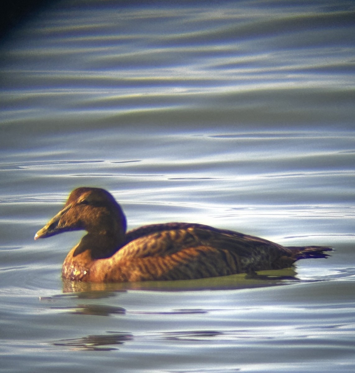 Common Eider - ML646844149