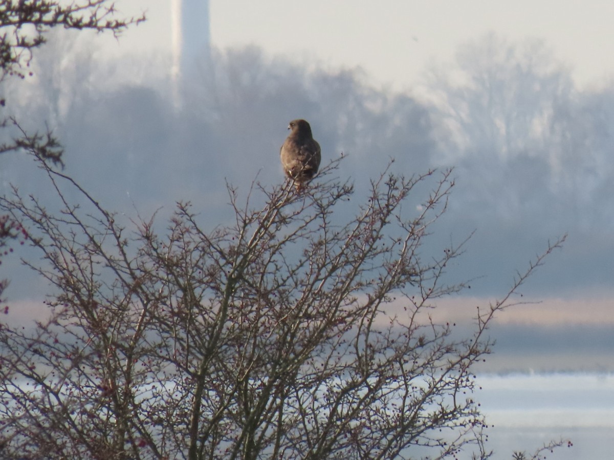 Common Buzzard - ML646844150
