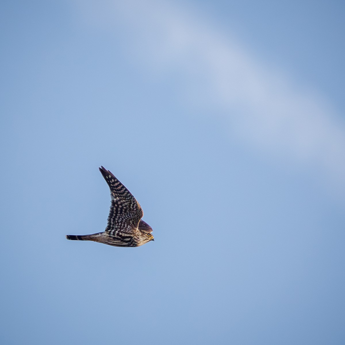 Merlin - ML646844151