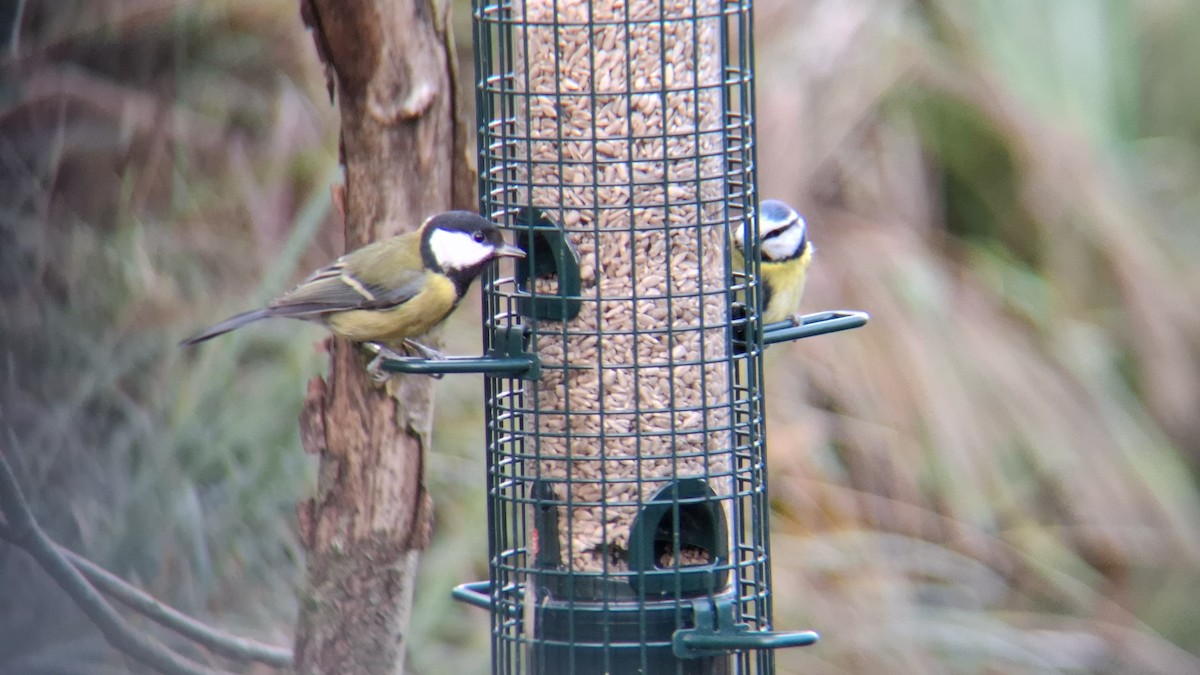 Great Tit - ML646844155