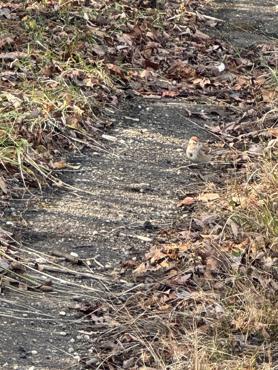 Пасовник північний - ML646844156