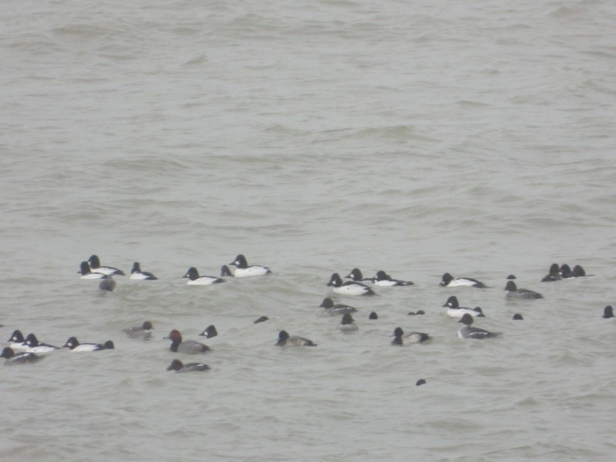 Redhead - ML646844159