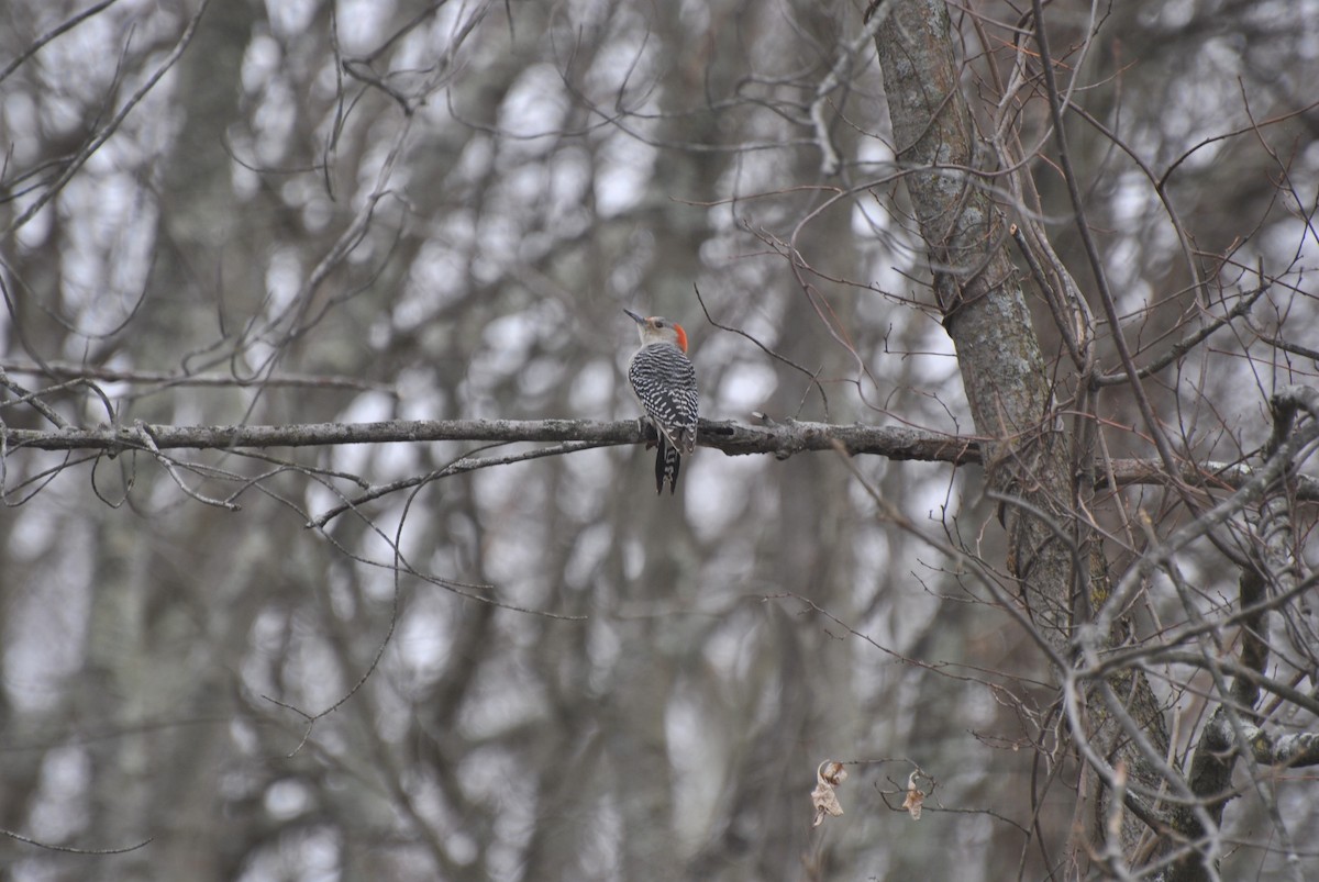 Red-bellied Woodpecker - ML646844161