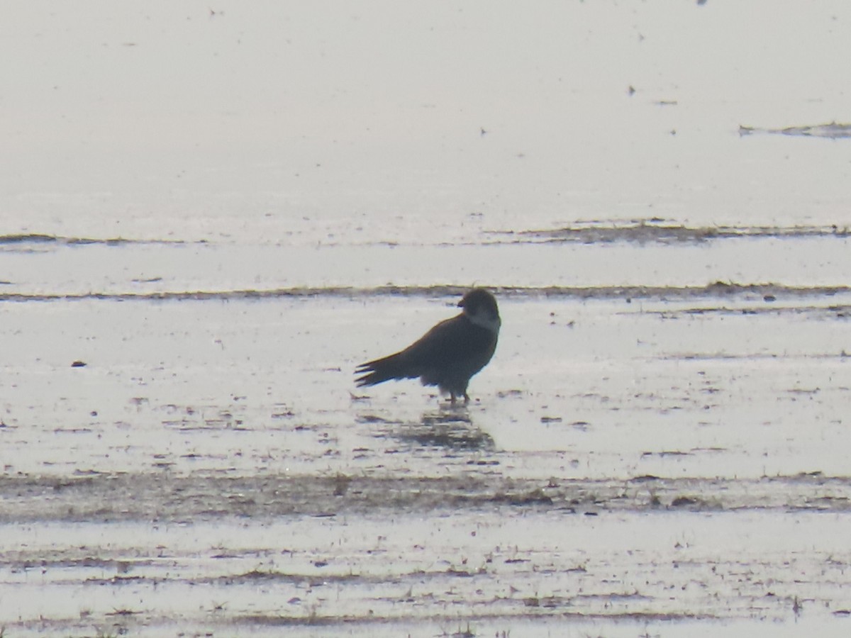 Peregrine Falcon - ML646844162