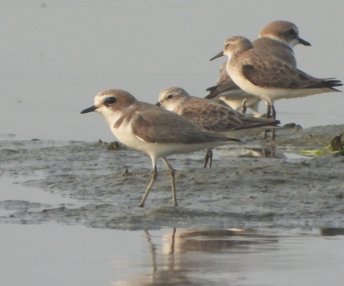 Kentish Plover - ML646844165