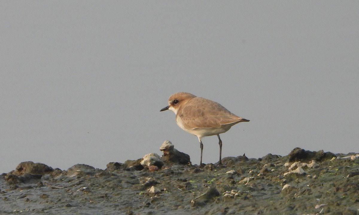 Kentish Plover - ML646844166