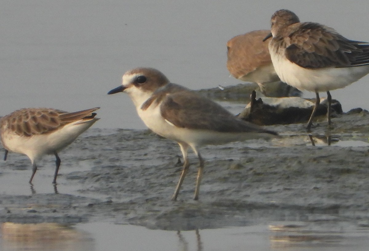 Kentish Plover - ML646844167