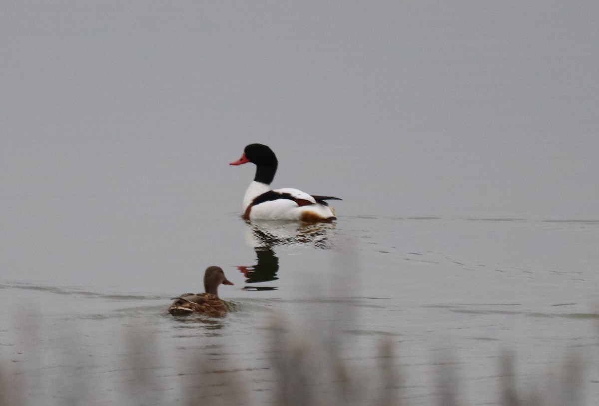 gravand - ML646844170