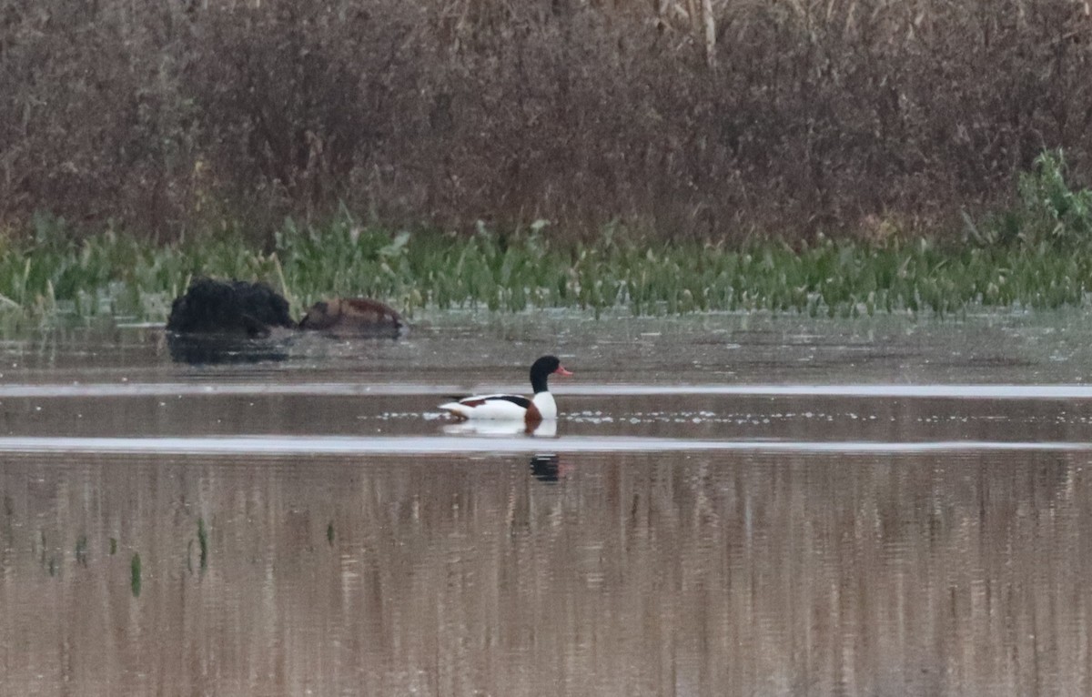 gravand - ML646844171