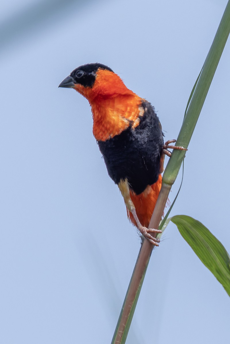 Vescovo arancio - ML646844174