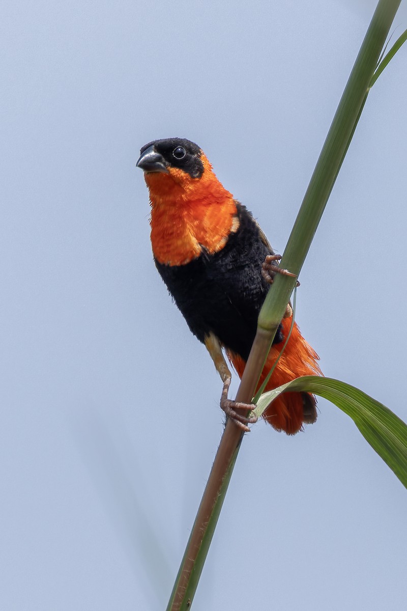 Vescovo arancio - ML646844175