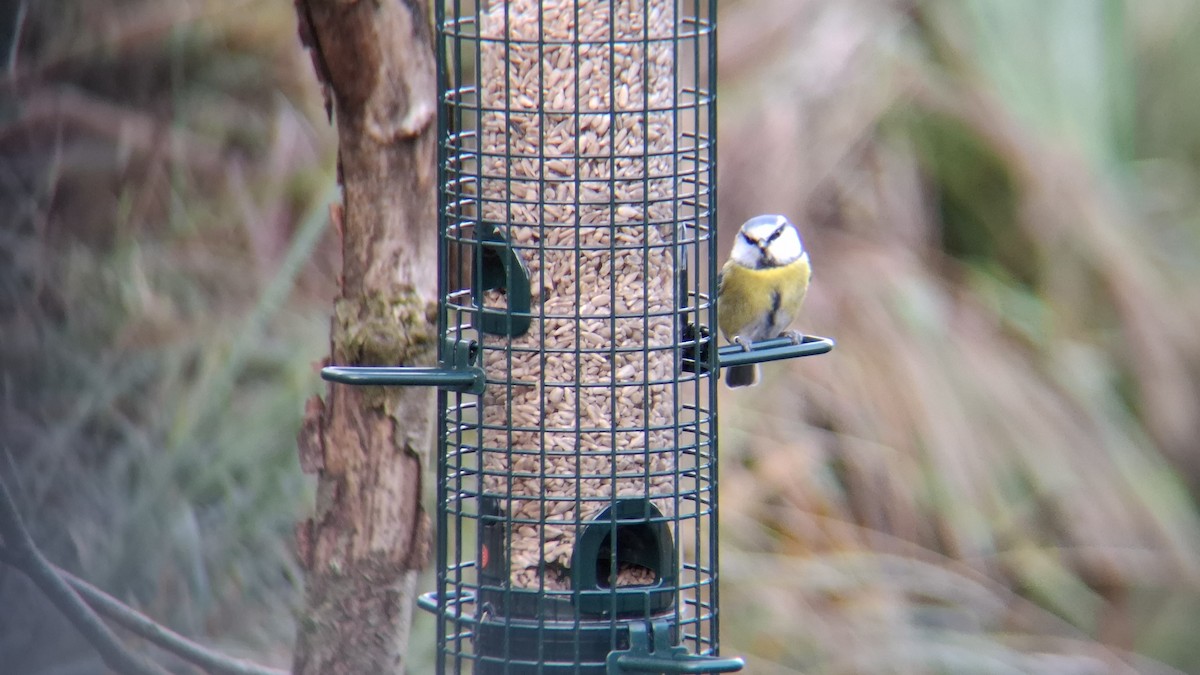 Eurasian Blue Tit - ML646844176
