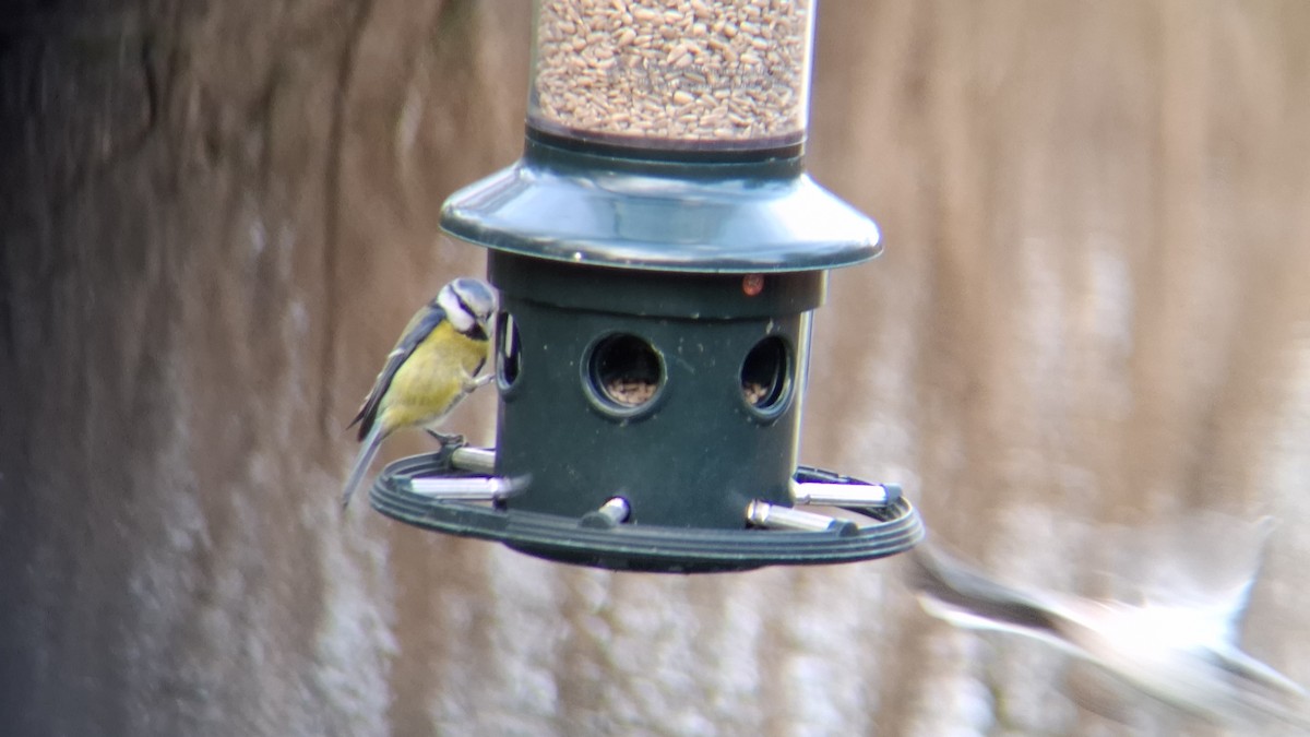Eurasian Blue Tit - ML646844177