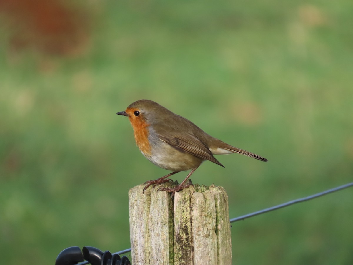 European Robin - ML646844178