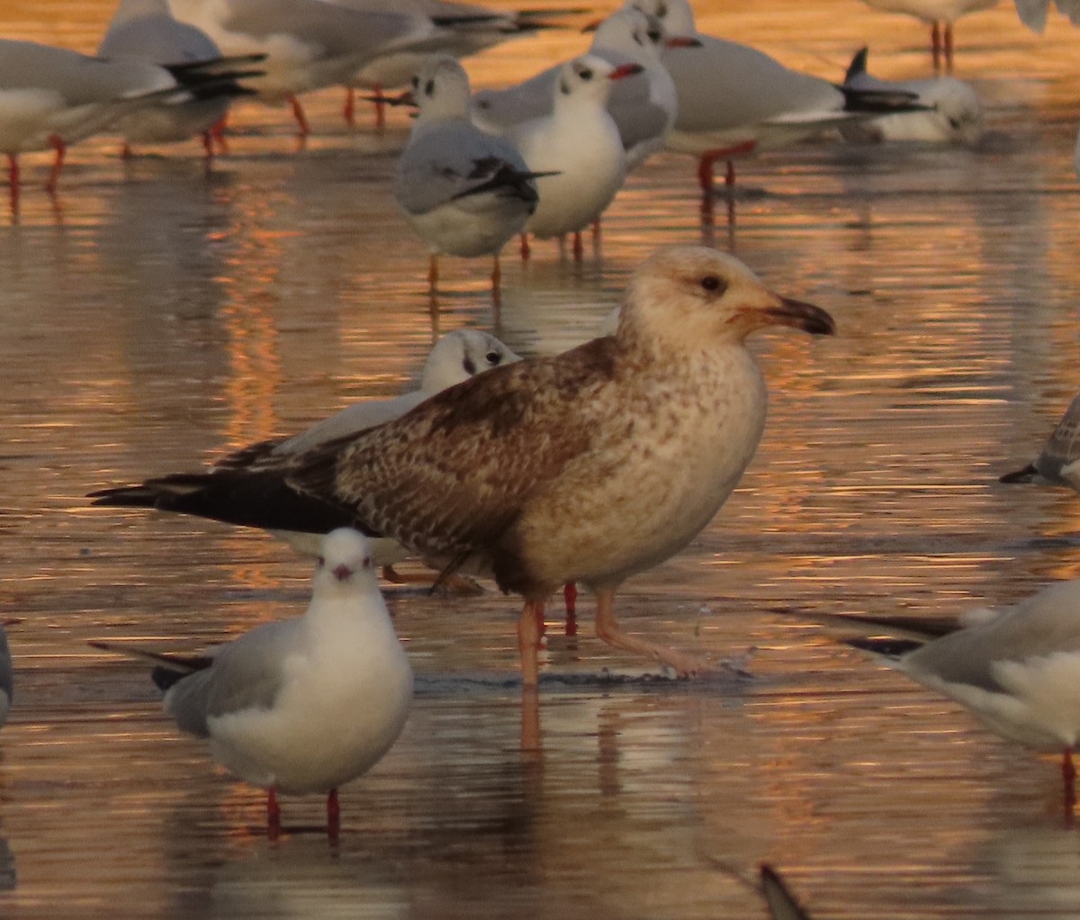 小黑背鷗 - ML646844179