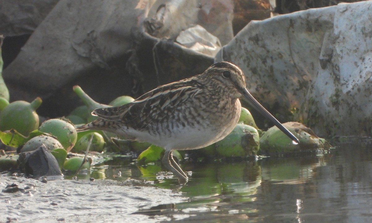 חרטומית ביצות - ML646844193