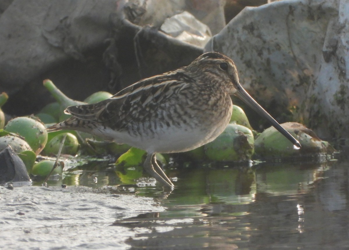 חרטומית ביצות - ML646844194