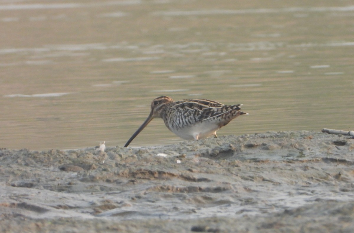 חרטומית ביצות - ML646844195