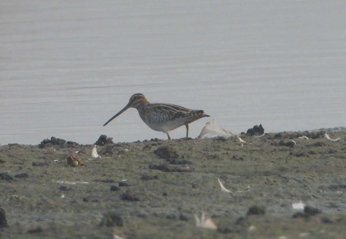 חרטומית ביצות - ML646844197