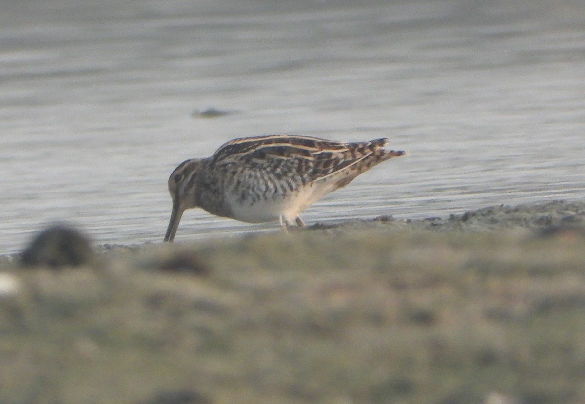 タシギ - ML646844198