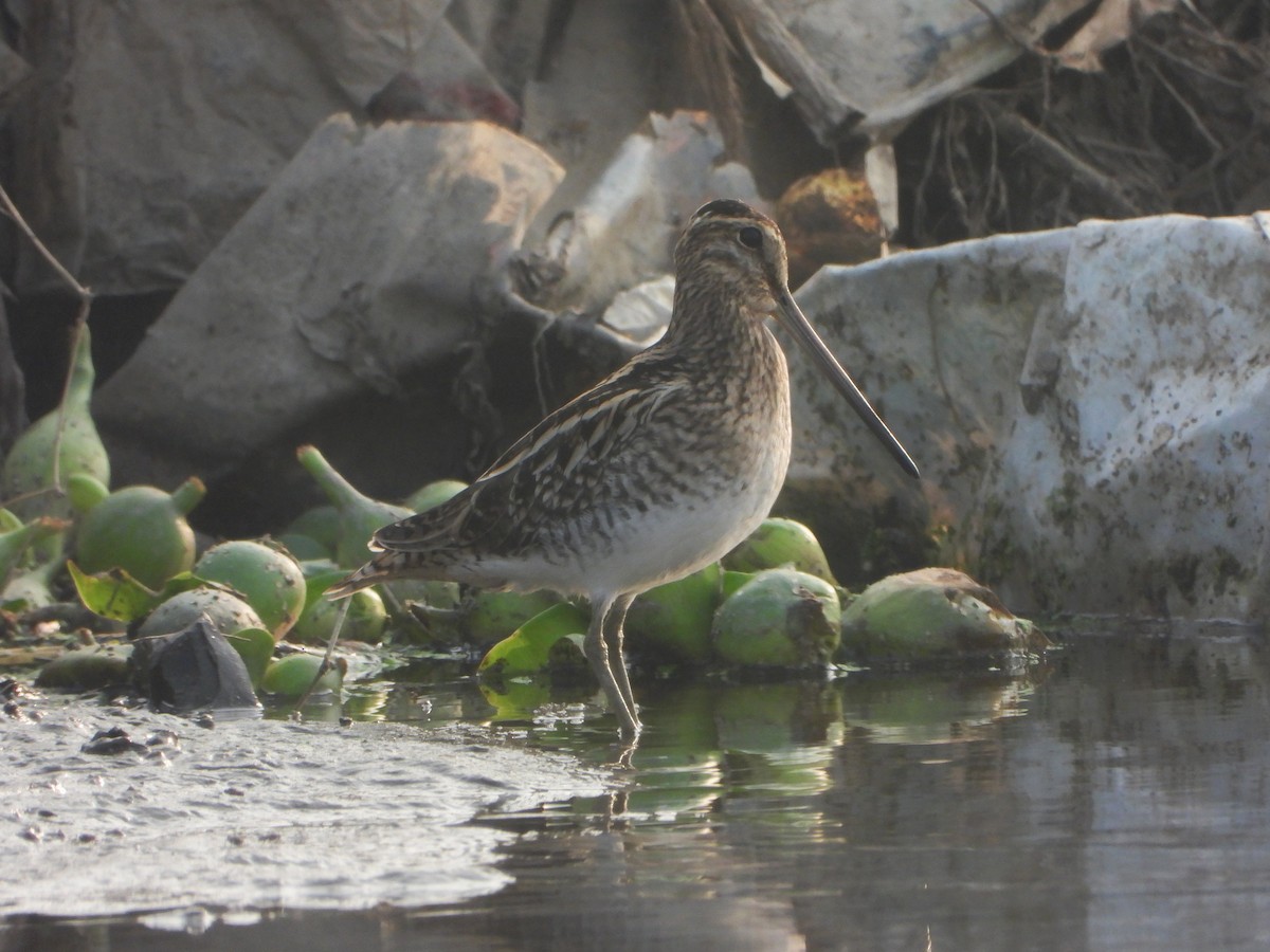 חרטומית ביצות - ML646844199