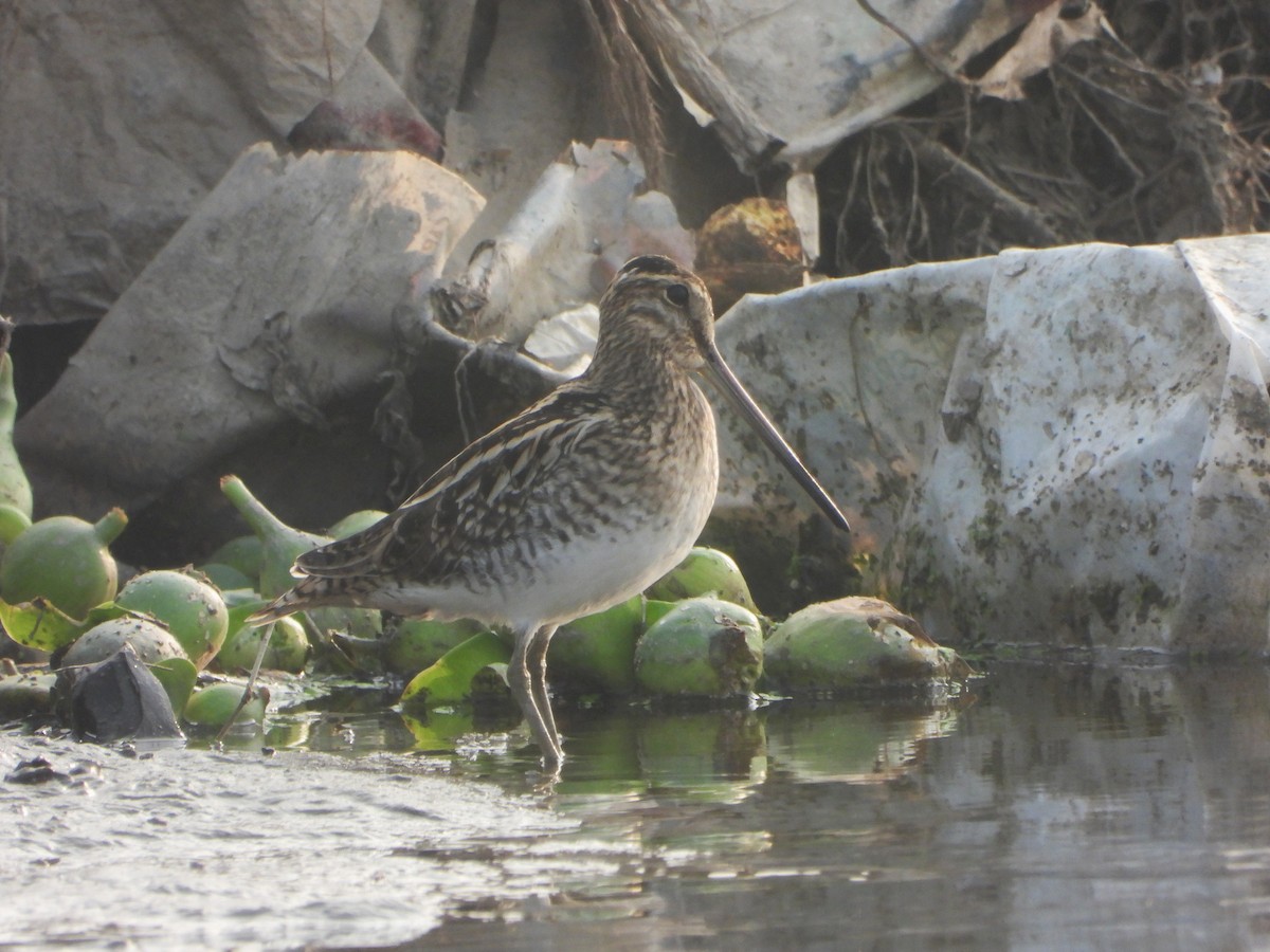 חרטומית ביצות - ML646844200