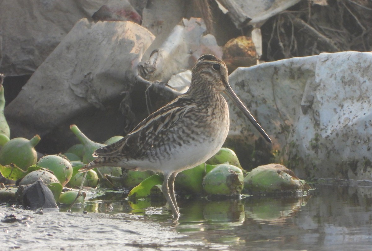 חרטומית ביצות - ML646844201