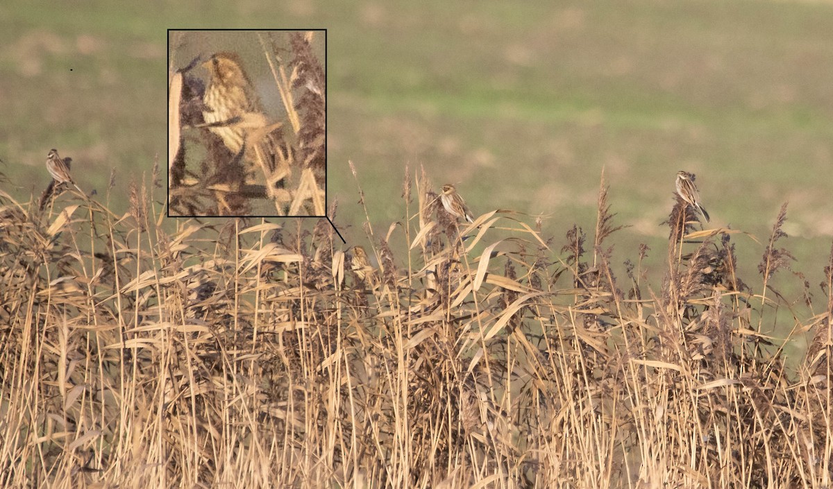 Просянка - ML646844202