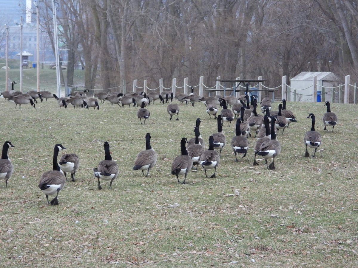 Canada Goose - ML646844203