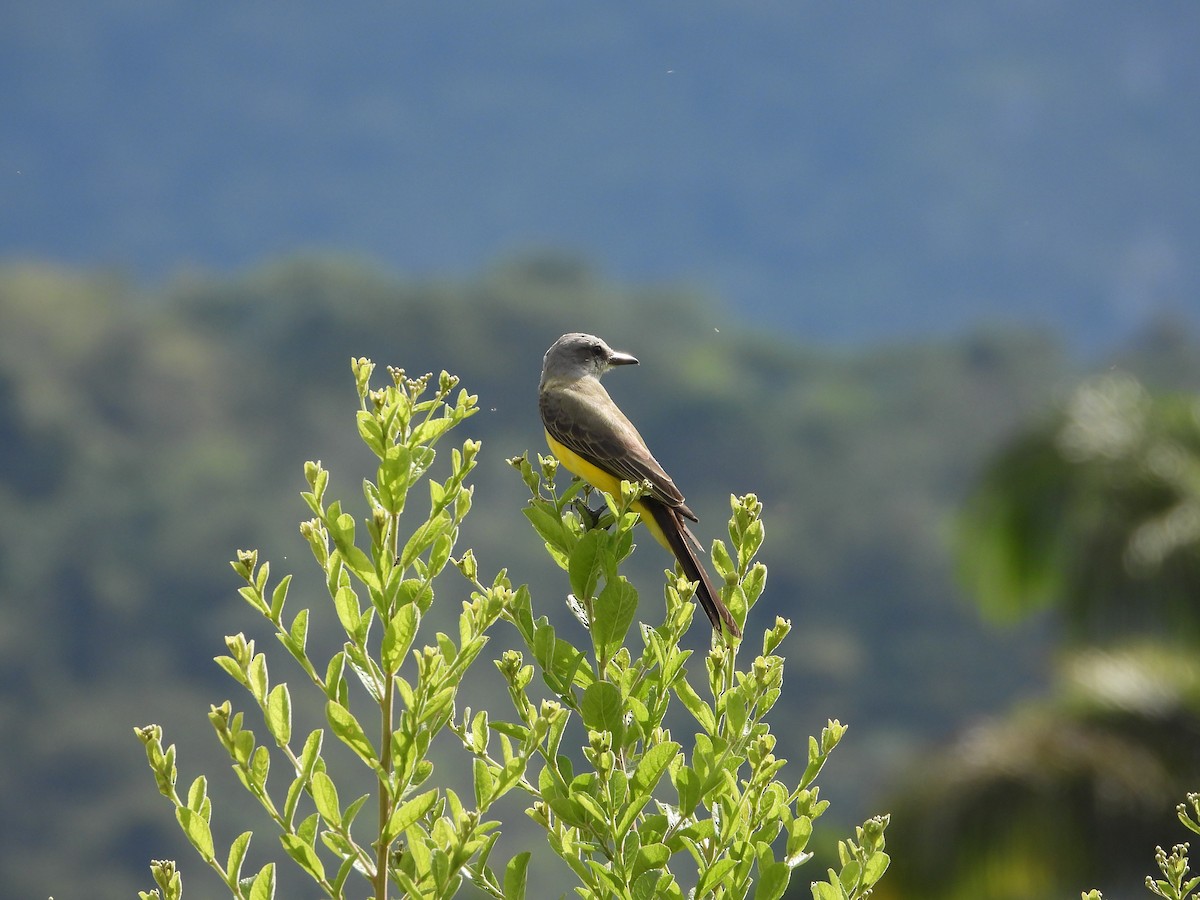 Tropical Kingbird - ML646844204