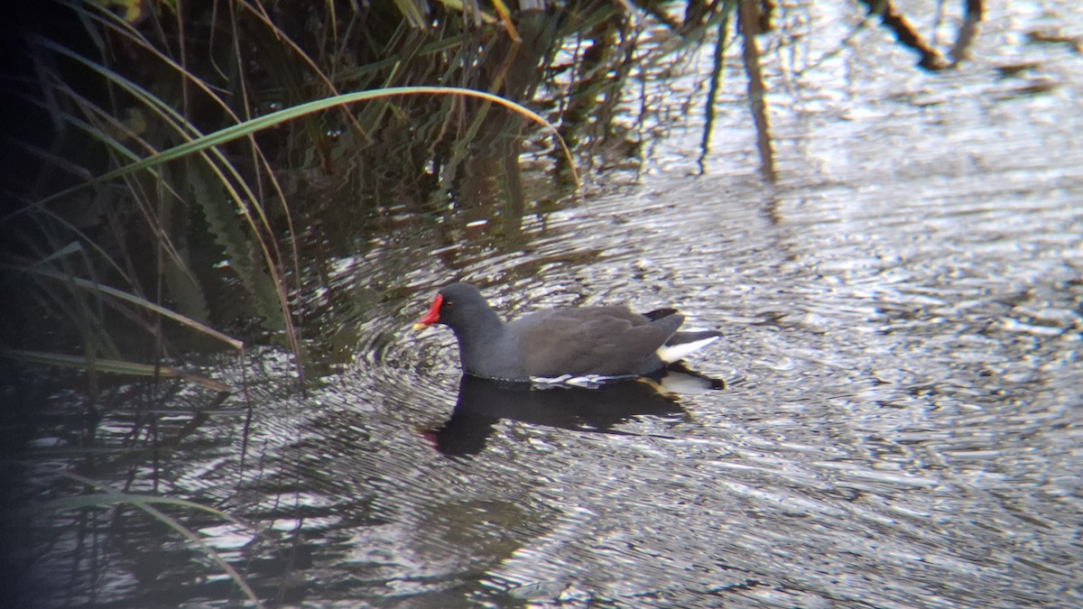 Eurasian Moorhen - ML646844206