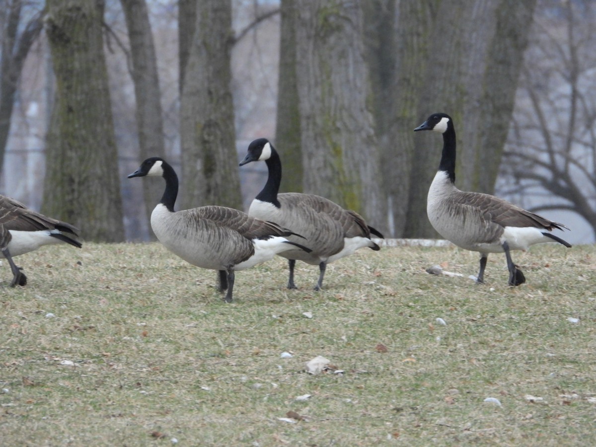 Canada Goose - ML646844207