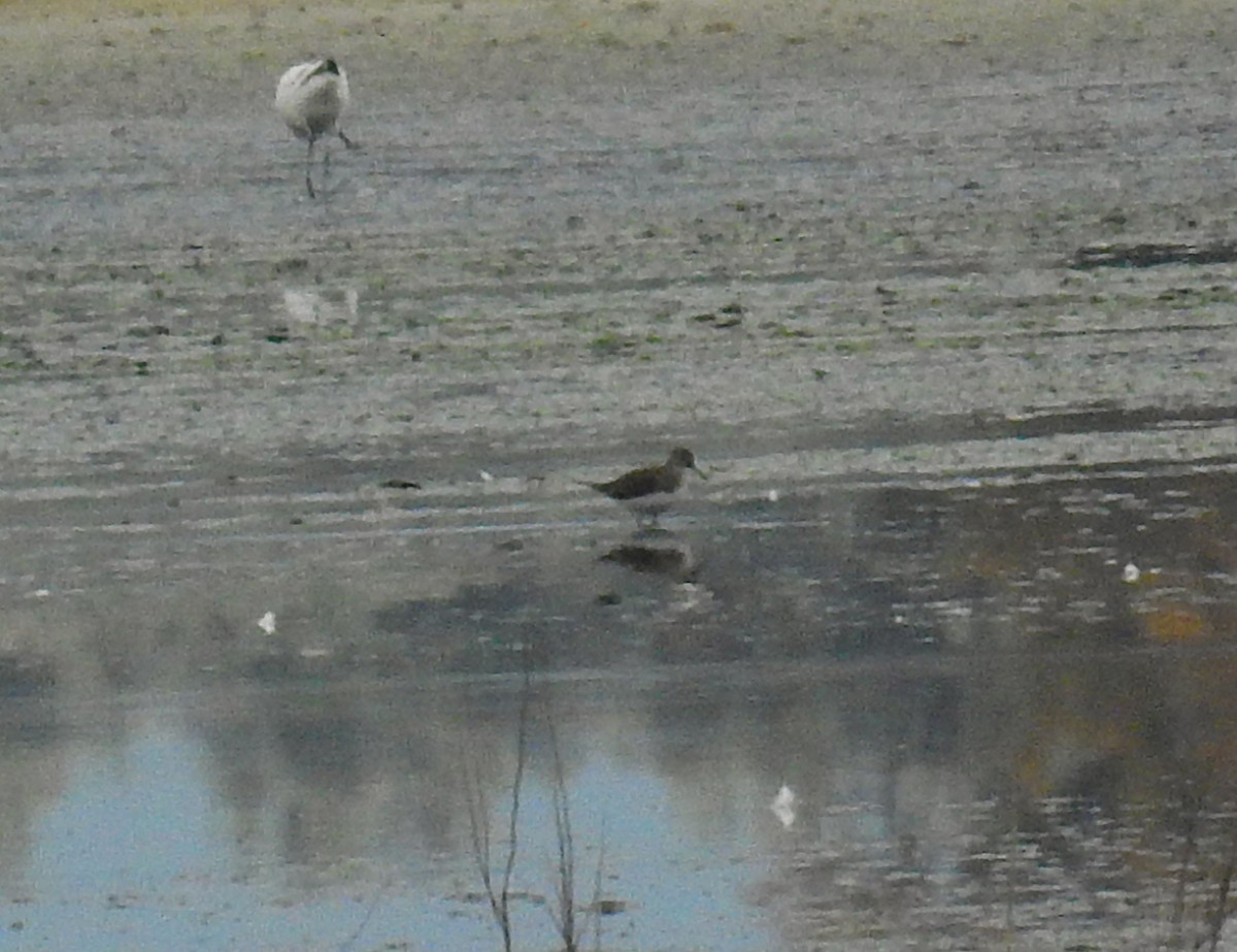 Pied Avocet - ML646844208