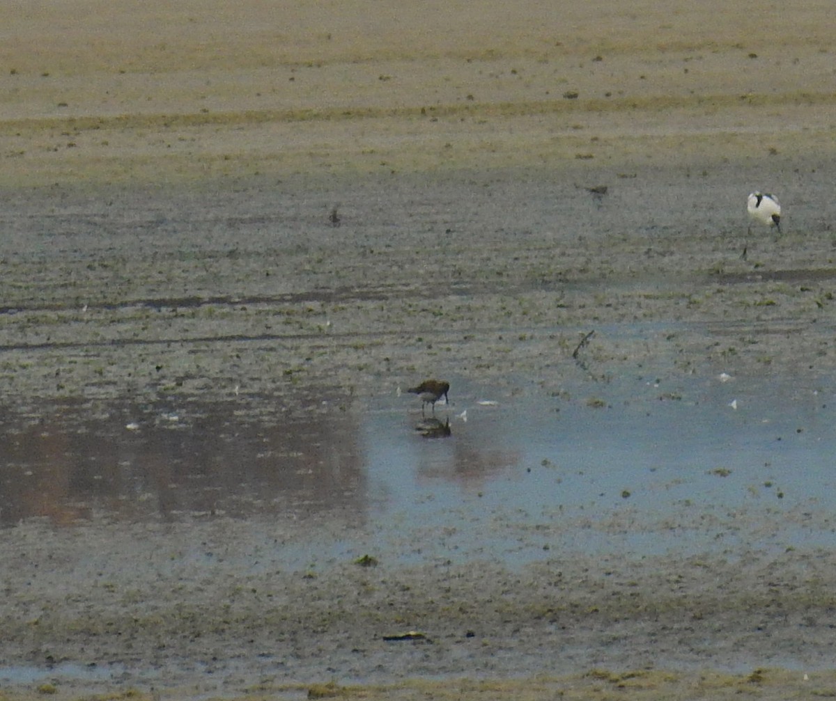 Pied Avocet - ML646844209