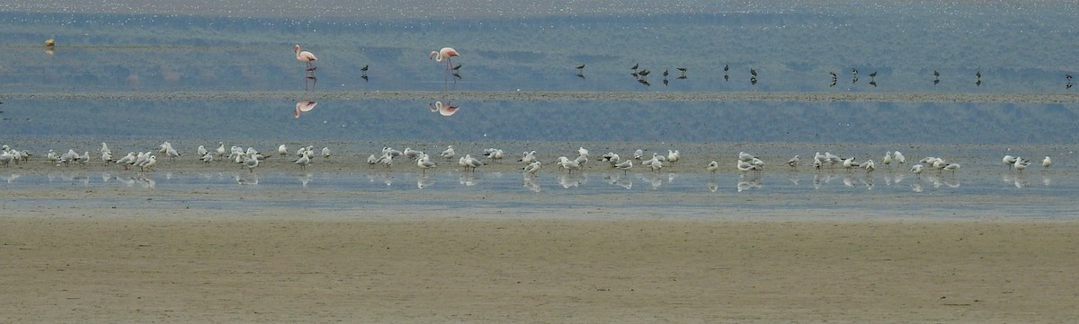 Pied Avocet - ML646844210