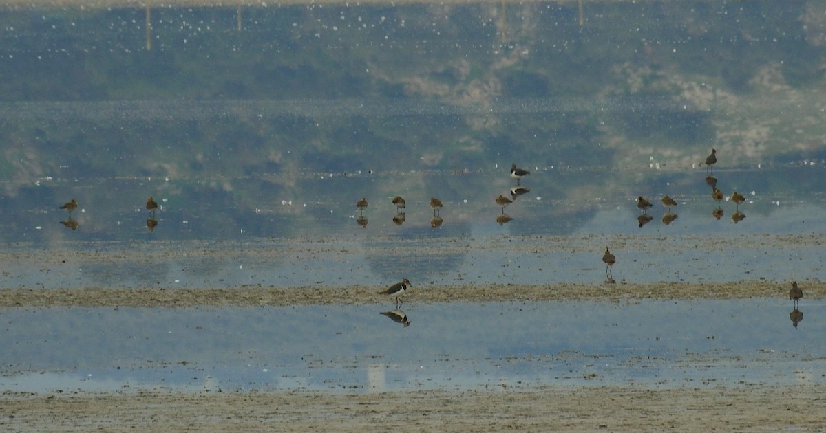 Pied Avocet - ML646844211