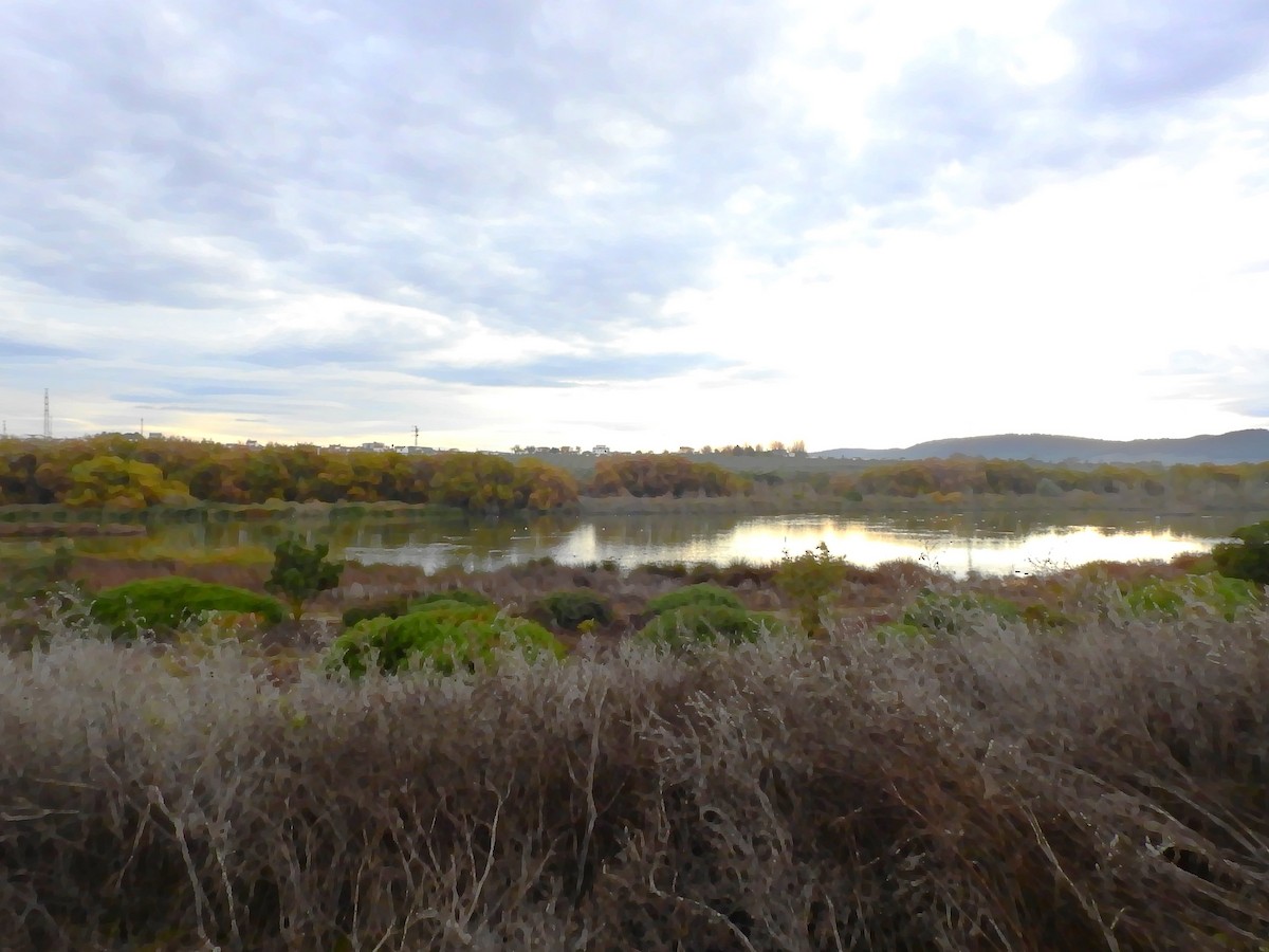 Pied Avocet - ML646844212