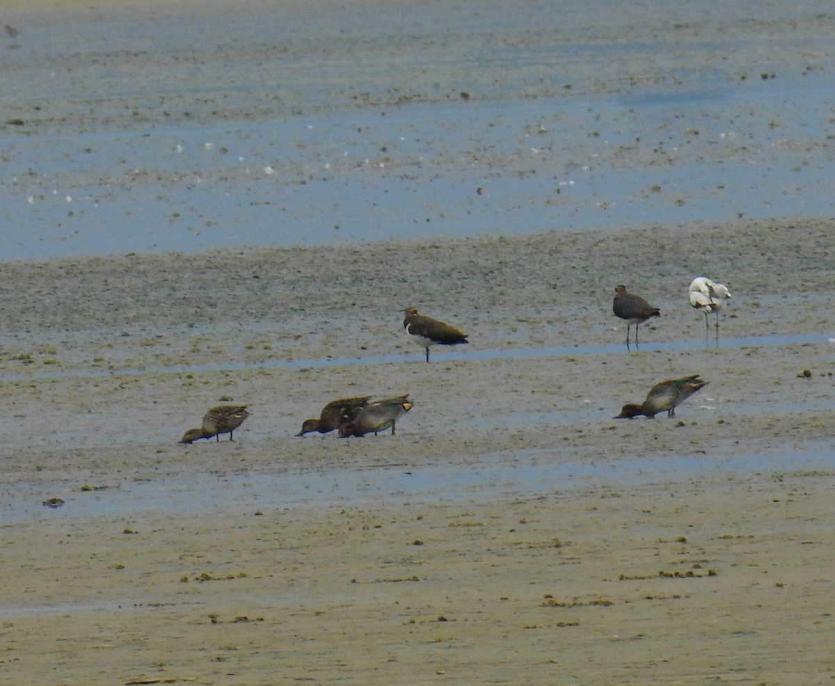 Pied Avocet - ML646844213